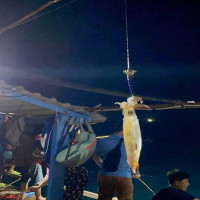 Tour Cù Lao Chàm 2 Ngày 1 đêm Câu Mực đêm